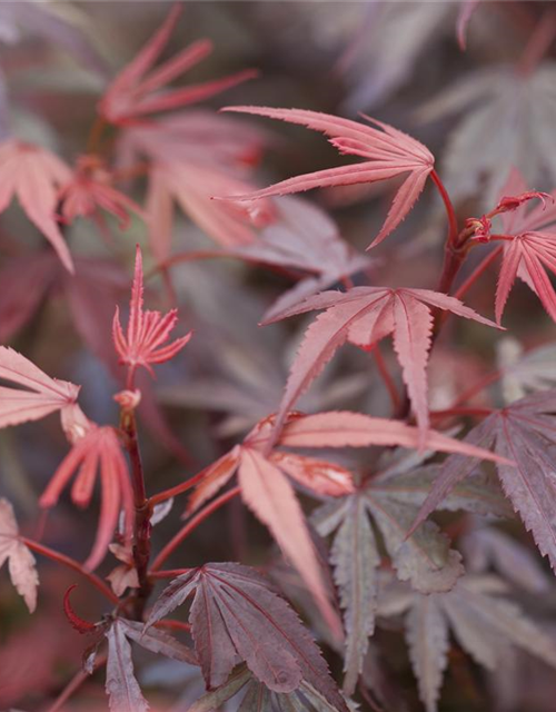 Acer palmatum Shaina