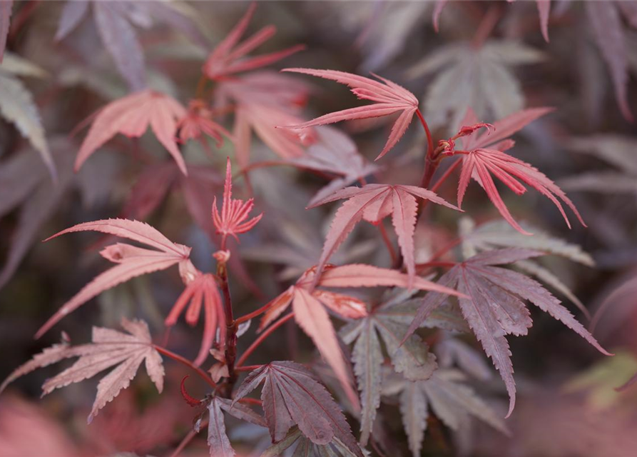 Acer palmatum Shaina