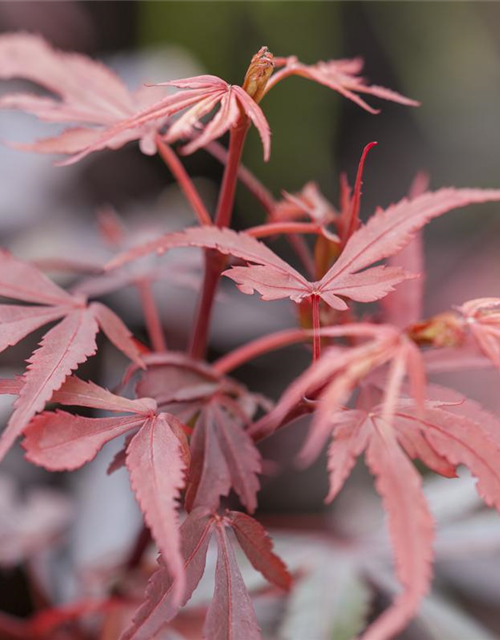 Acer palmatum Shaina