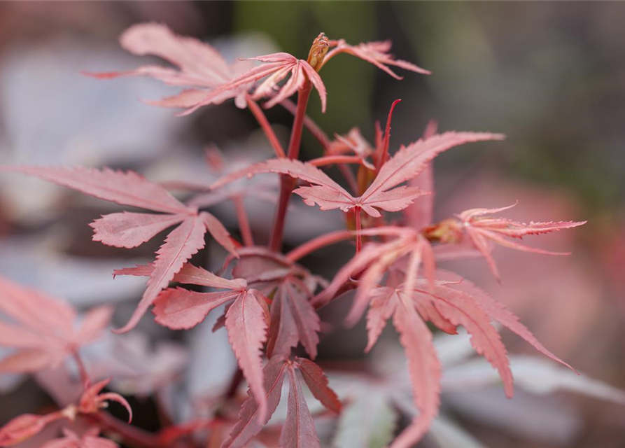 Acer palmatum Shaina