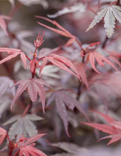 Acer palmatum Shaina