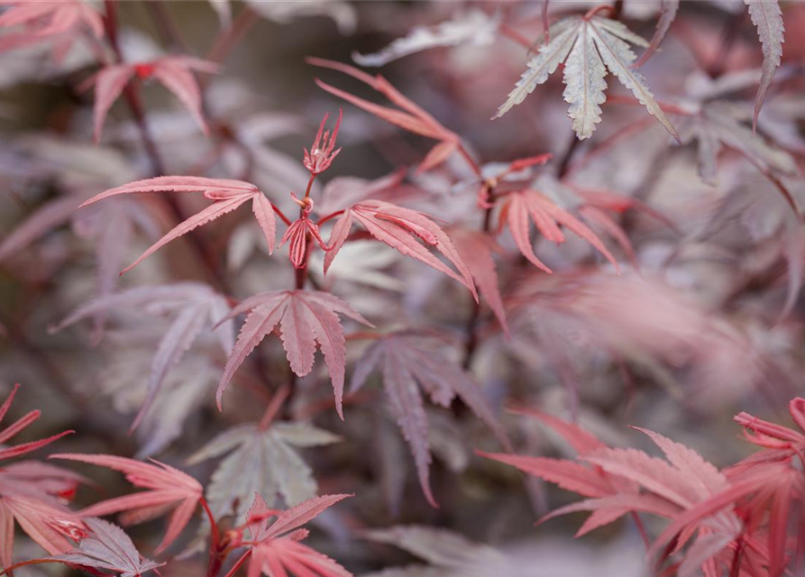 Acer palmatum Shaina