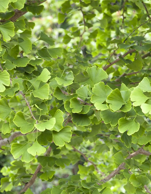 Ginkgo Biloba