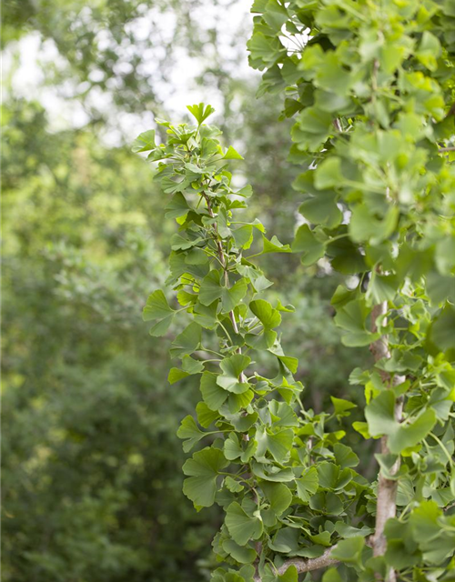 Ginkgo Biloba