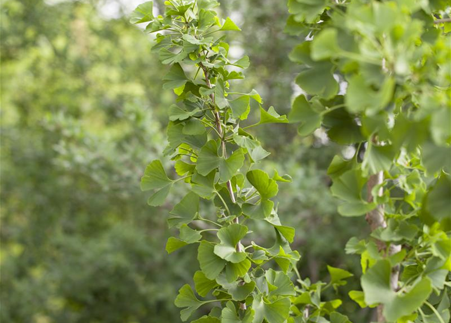 Ginkgo Biloba