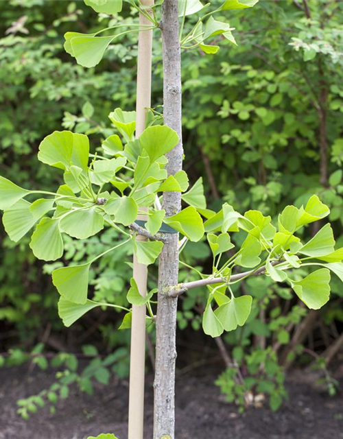 Ginkgo Biloba