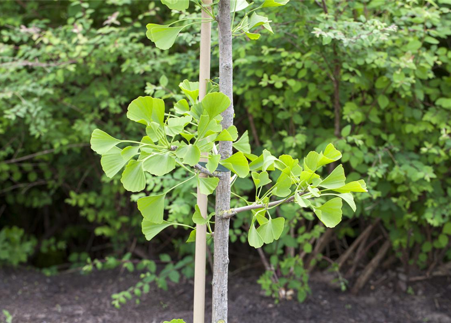 Ginkgo Biloba