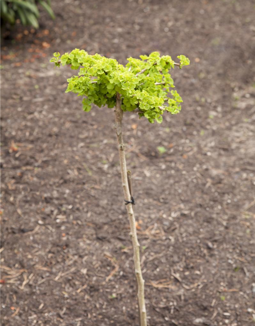 Ginkgo Biloba