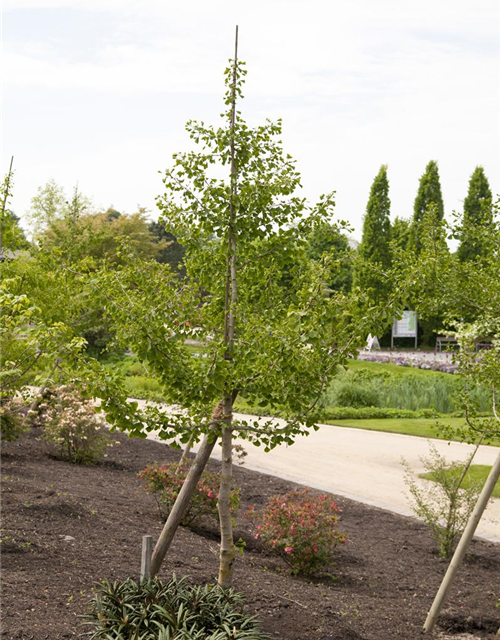 Ginkgo Biloba