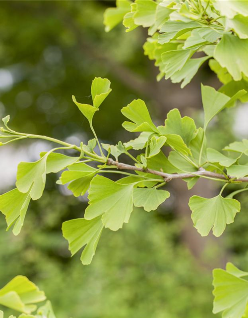 Ginkgo Biloba