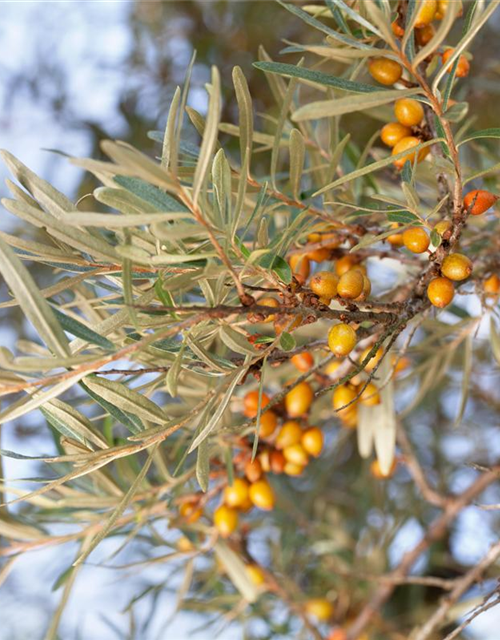 Hippophae rhamnoides Leikora