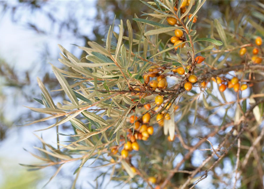 Hippophae rhamnoides Leikora