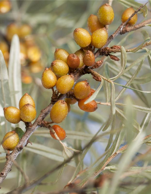 Hippophae rhamnoides Leikora