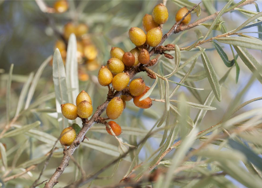 Hippophae rhamnoides Leikora