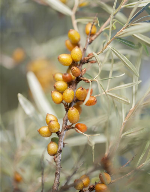 Hippophae rhamnoides Leikora