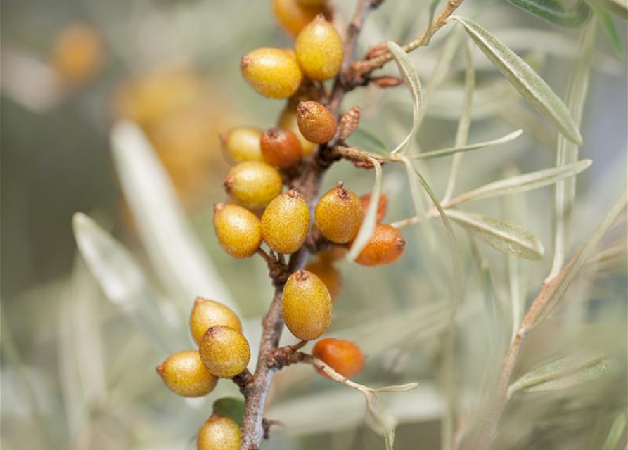 Hippophae rhamnoides Leikora