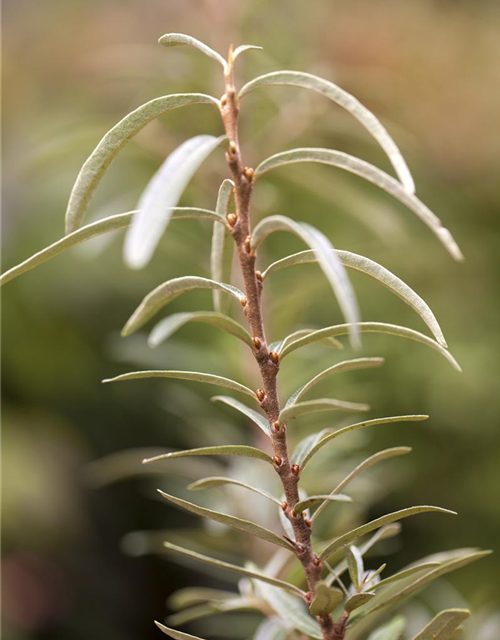 Hippophae rhamnoides Leikora