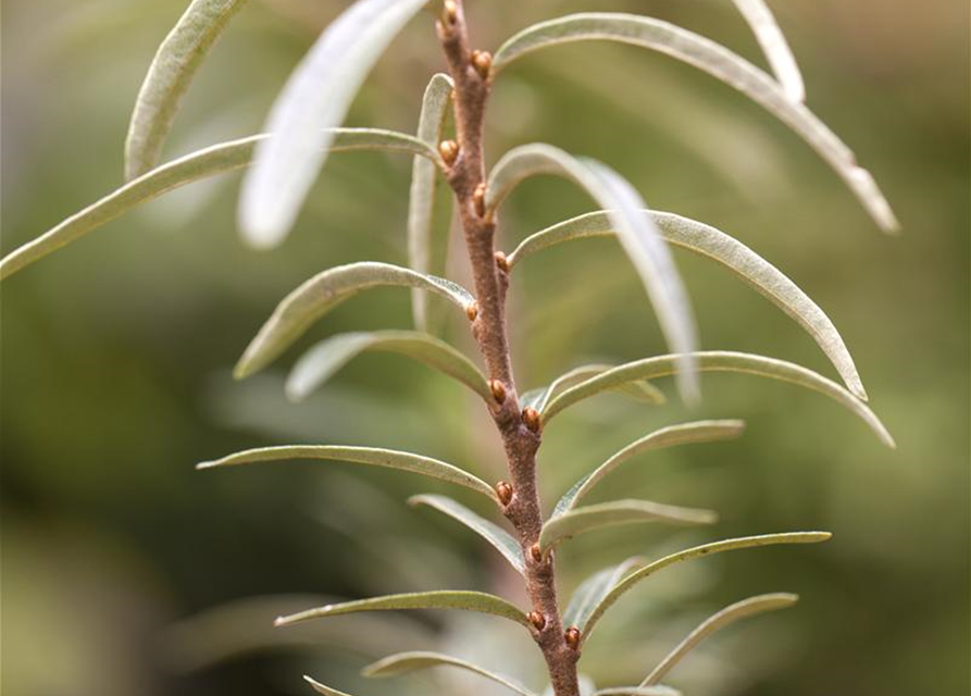 Hippophae rhamnoides Leikora