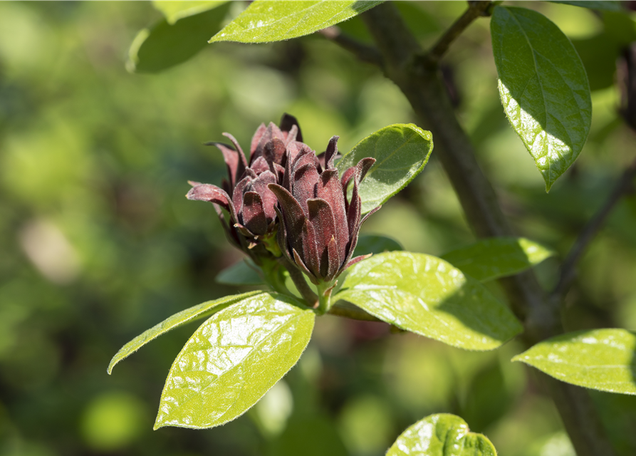 Calycanthus floridus