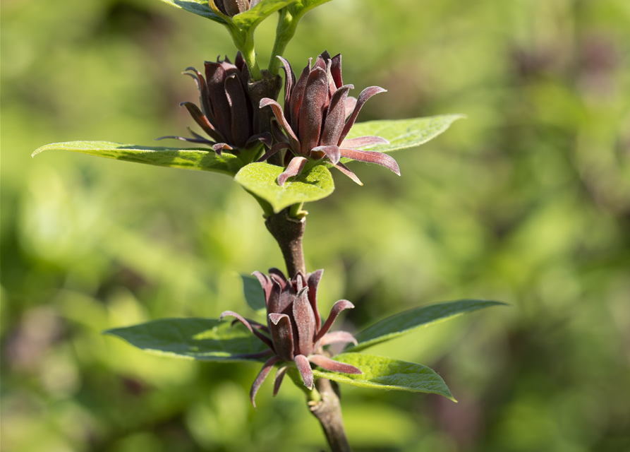 Calycanthus floridus