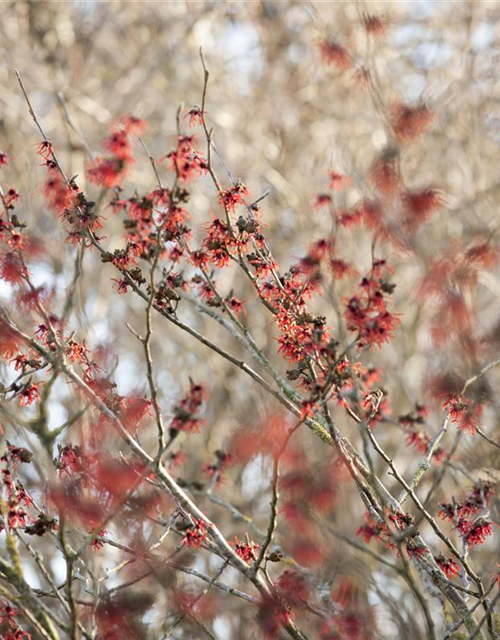 Hamamelis intermedia Diane