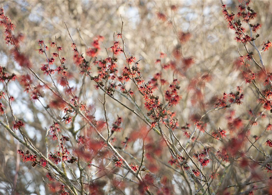 Hamamelis intermedia Diane