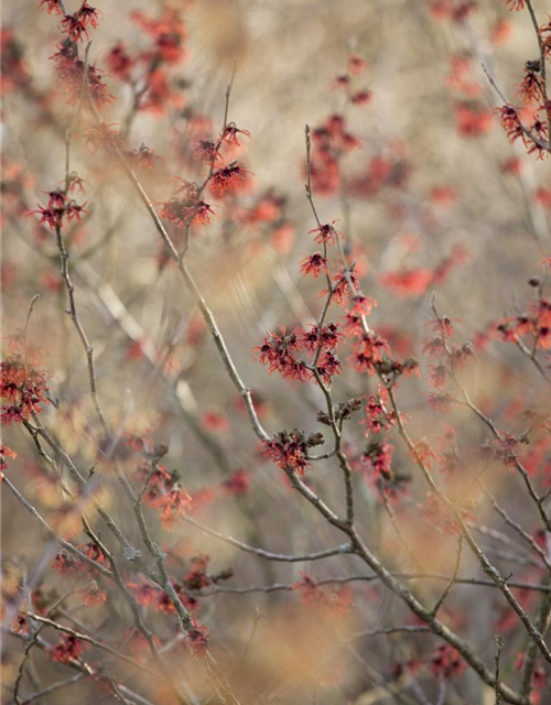 Hamamelis intermedia Diane