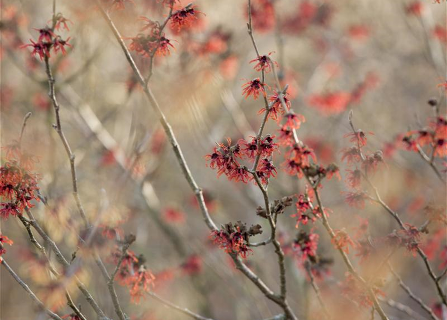 Hamamelis intermedia Diane