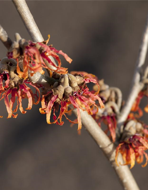 Hamamelis intermedia Diane