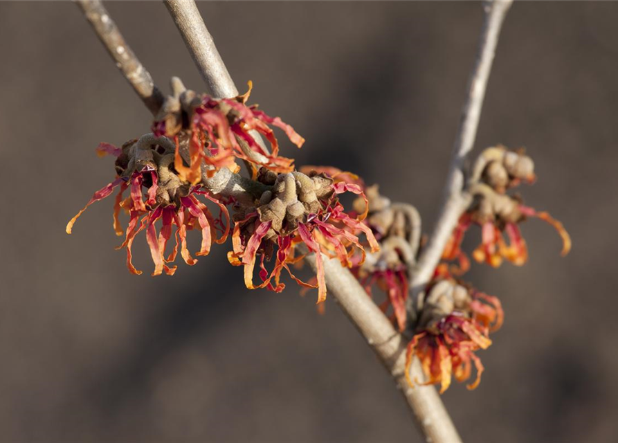 Hamamelis intermedia Diane