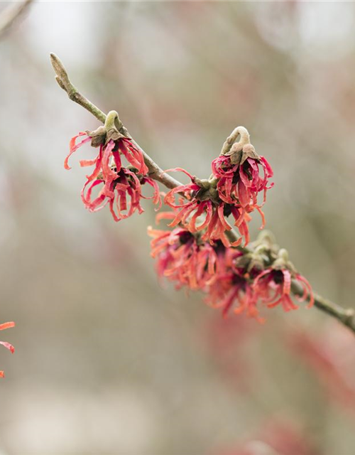 Hamamelis intermedia Diane