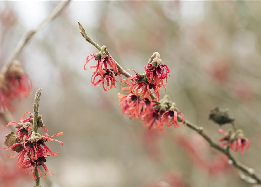 Hamamelis intermedia Diane