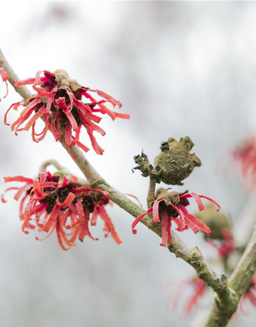 Hamamelis intermedia Diane