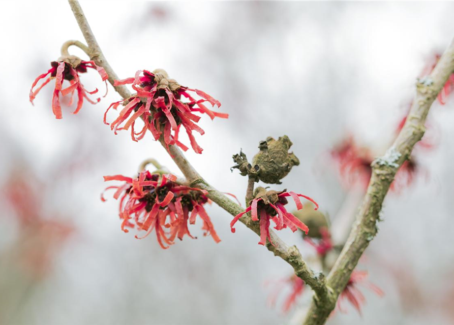 Hamamelis intermedia Diane