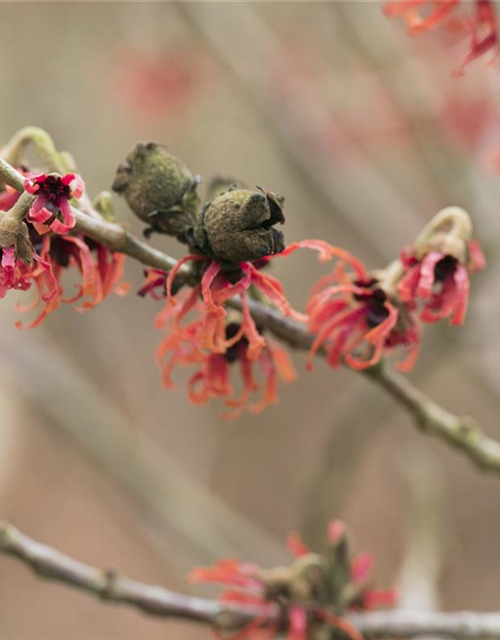 Hamamelis intermedia Diane