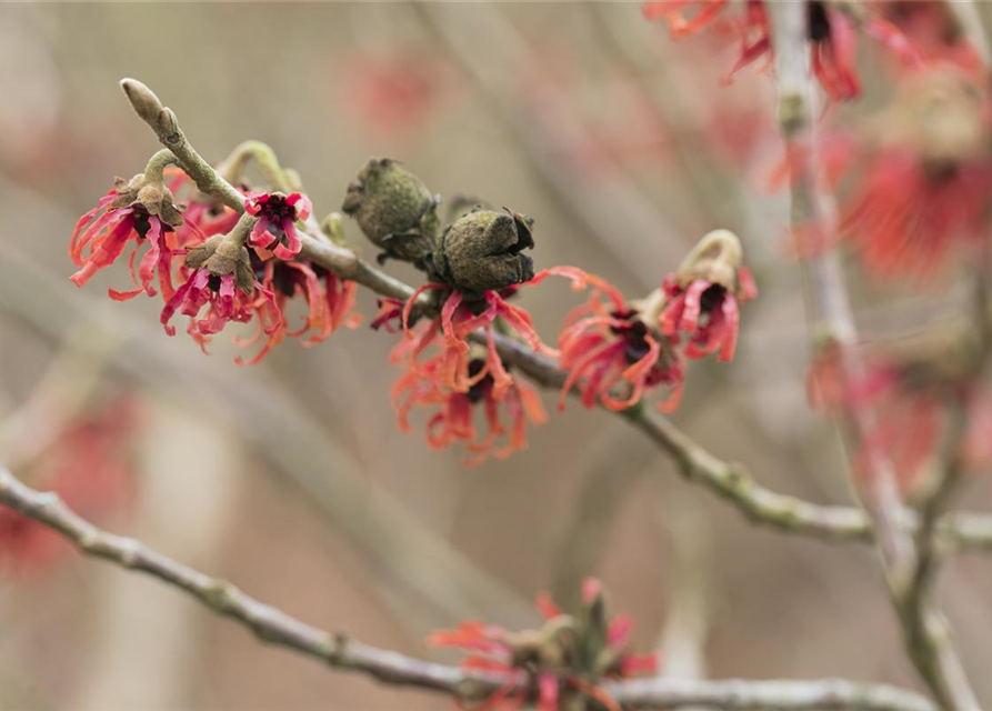 Hamamelis intermedia Diane