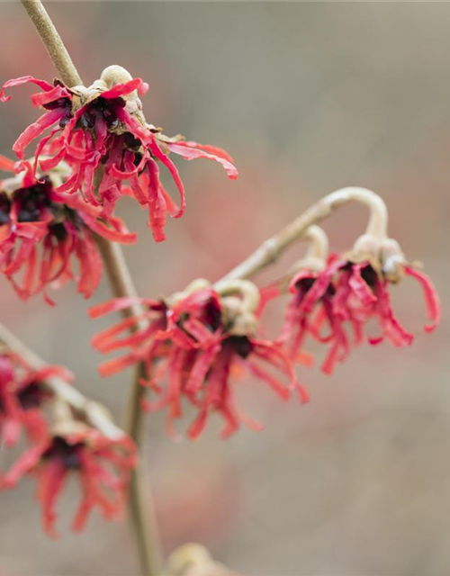 Hamamelis intermedia Diane