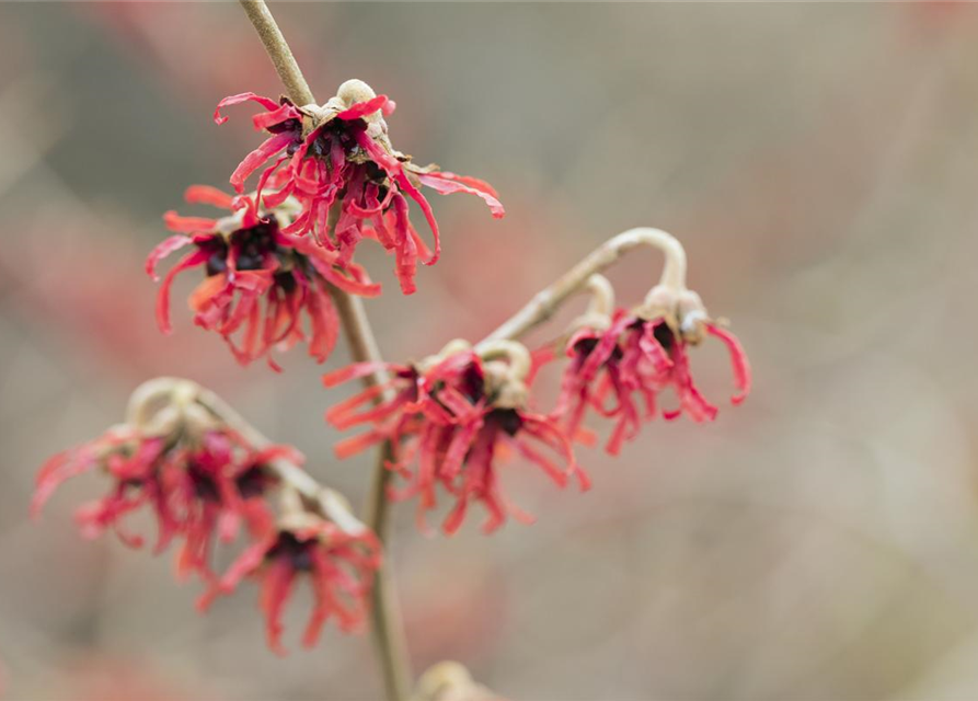 Hamamelis intermedia Diane