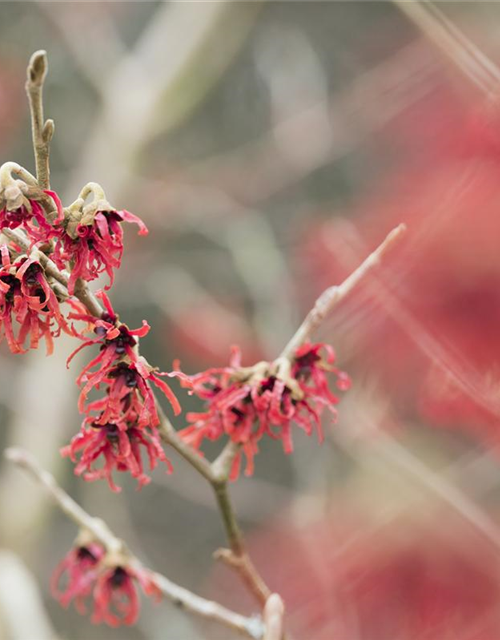 Hamamelis intermedia Diane