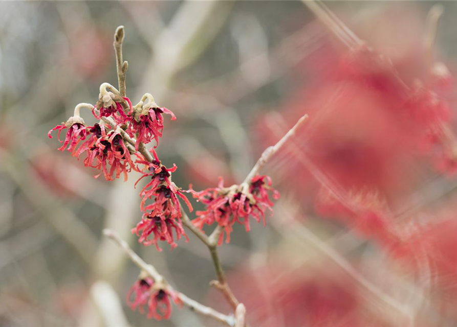 Hamamelis intermedia Diane