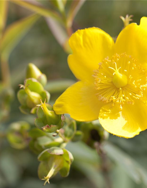 Hypericum hookerianum Hidcote