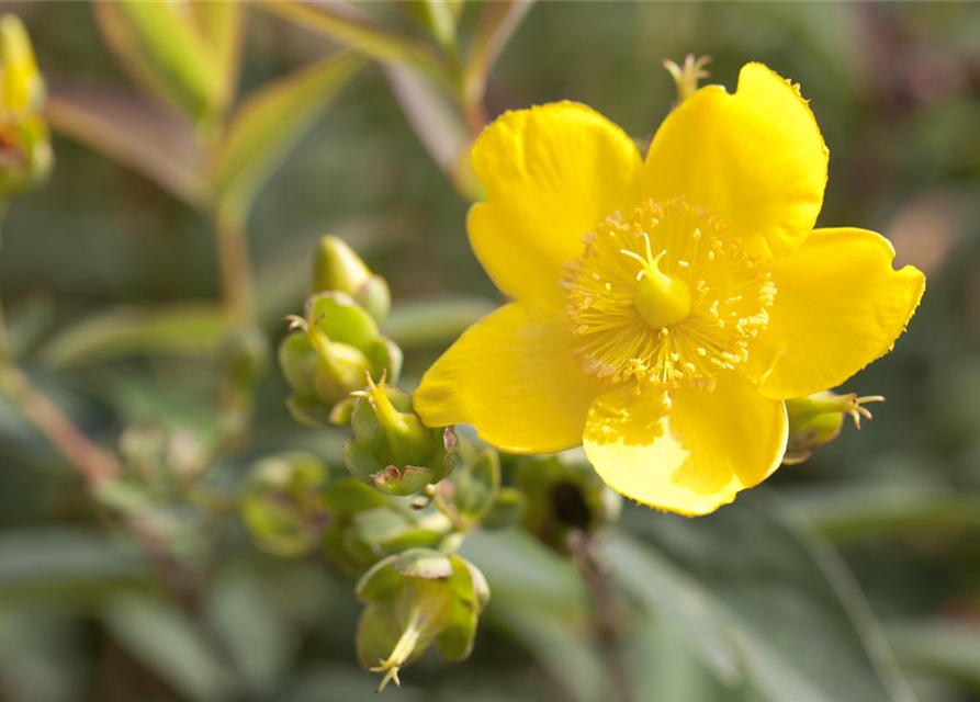 Hypericum hookerianum Hidcote