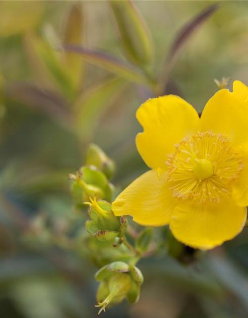 Hypericum hookerianum Hidcote