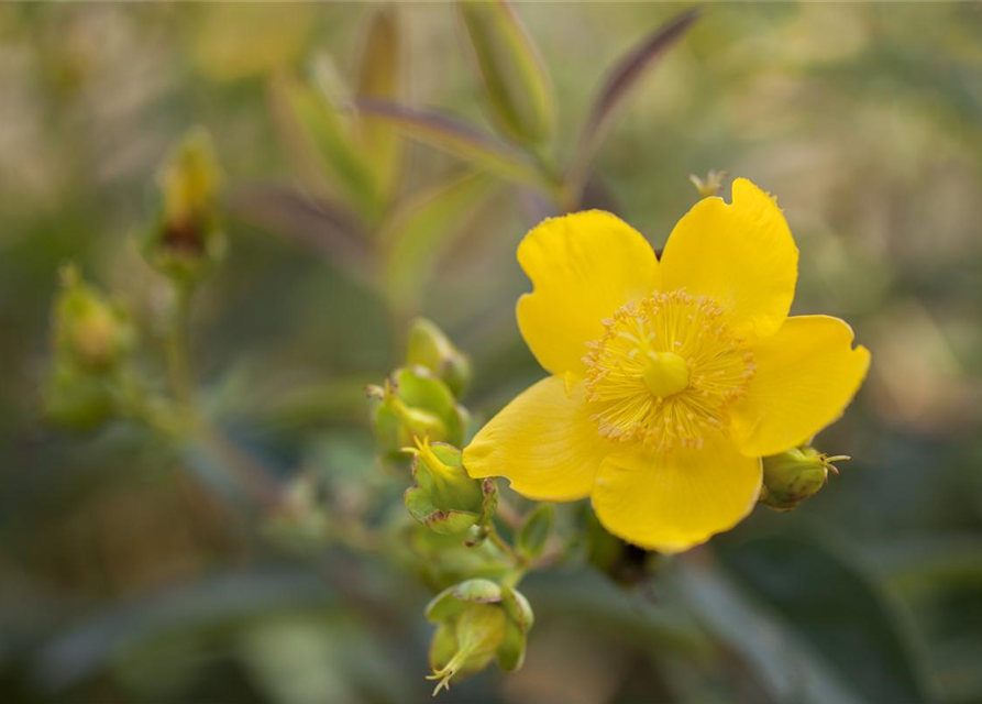 Hypericum hookerianum Hidcote