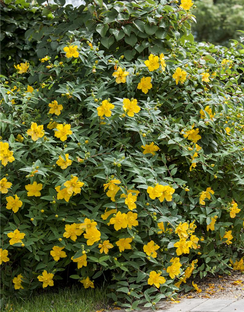 Hypericum hookerianum Hidcote