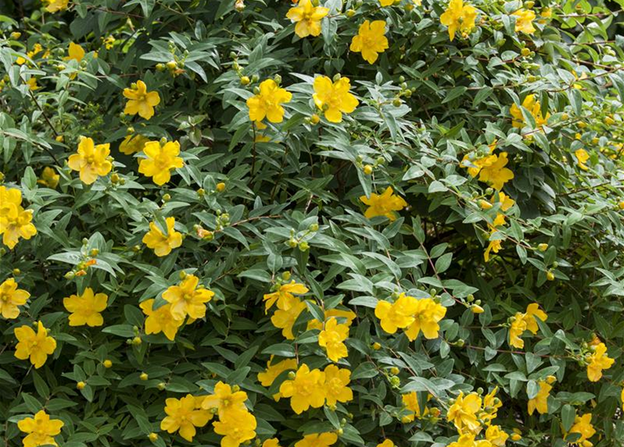 Hypericum hookerianum Hidcote