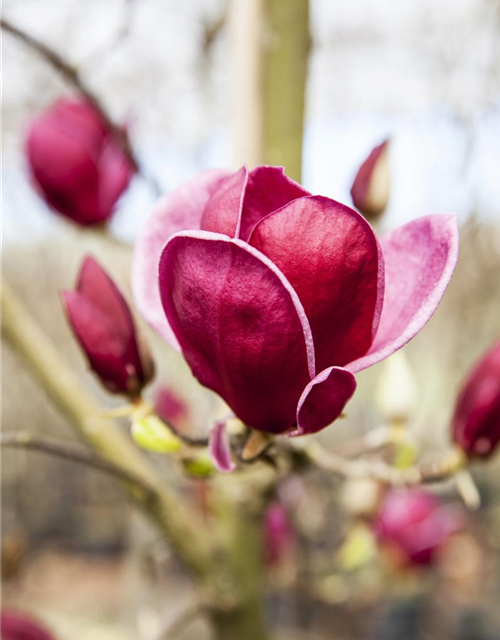 Magnolia Genie