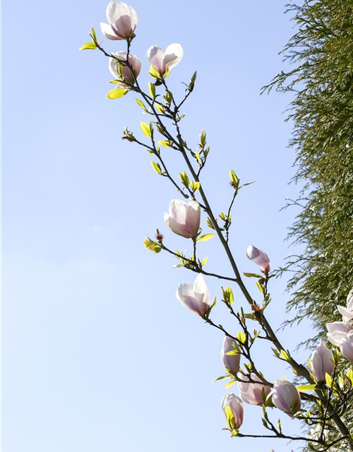 Magnolia Genie