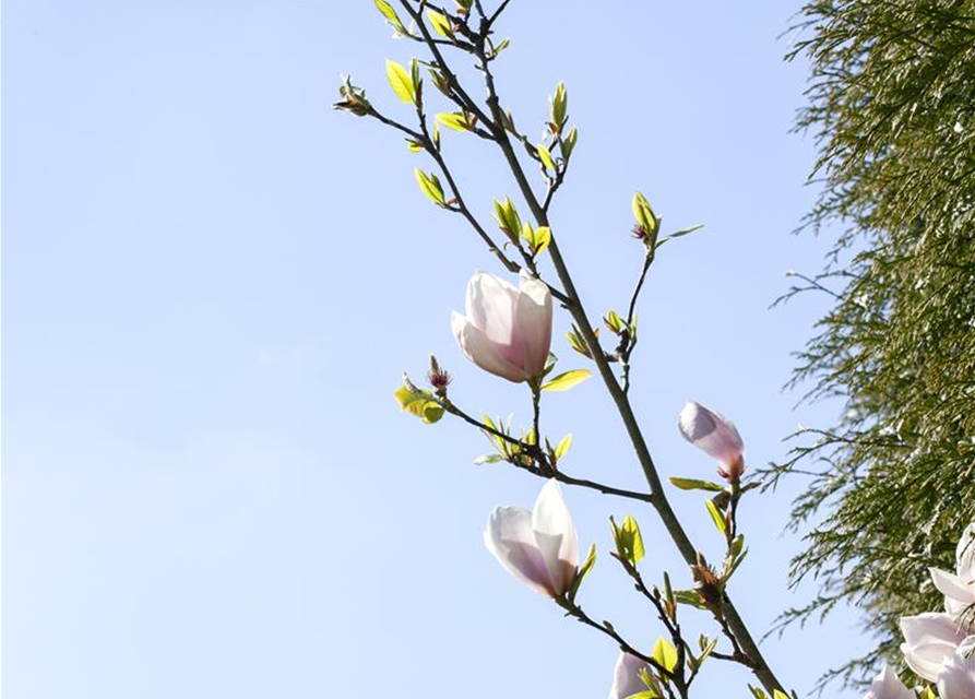 Magnolia Genie