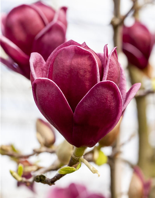 Magnolia Genie